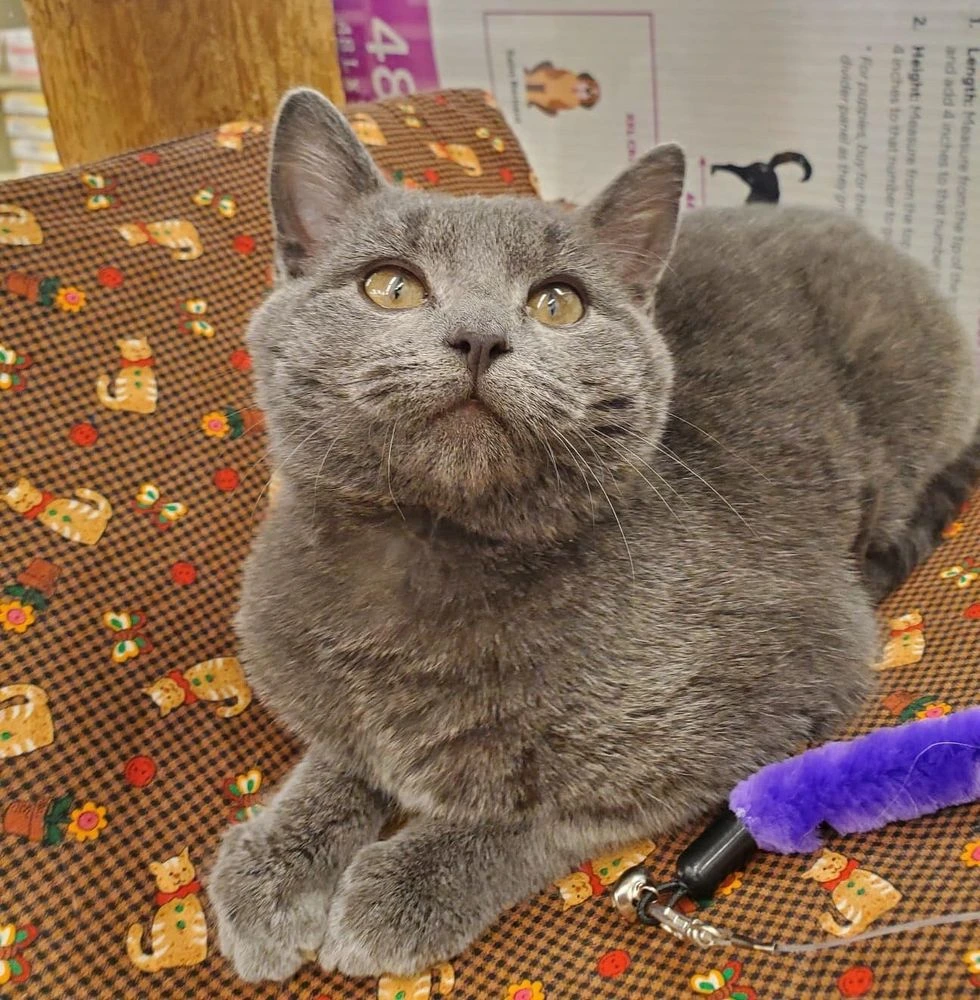 Shy Kitten Zoey Learns to Trust People and Finds Her Forever Home